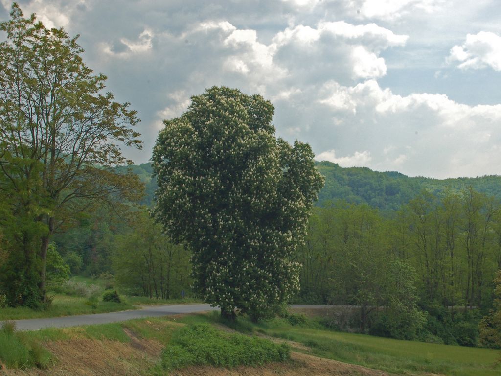 Aesculus hippocastanum / Ippocastano